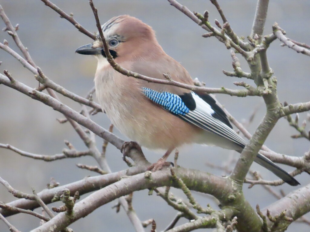 Look who has turned up for the Big Garden Birdwatch by orchid99