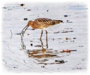 28th Jan 2024 - Curlew,River Conwy