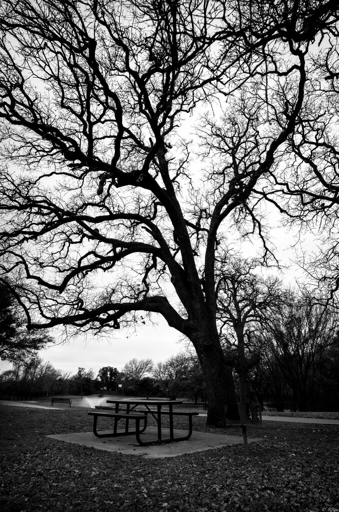 Picnic by The Tree by ramr