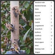 28th Jan 2024 - RSPB garden bird count