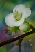 27th Jan 2024 - Quince................