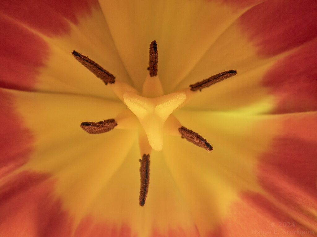 Tulip macro by helstor365