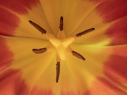 28th Jan 2024 - Tulip macro