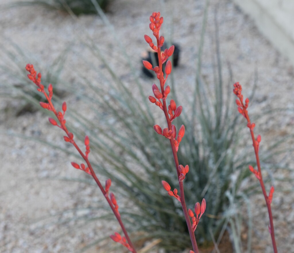 1 27  Red Yucca by sandlily
