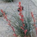 1 27  Red Yucca by sandlily