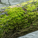 Moss... by susie1205