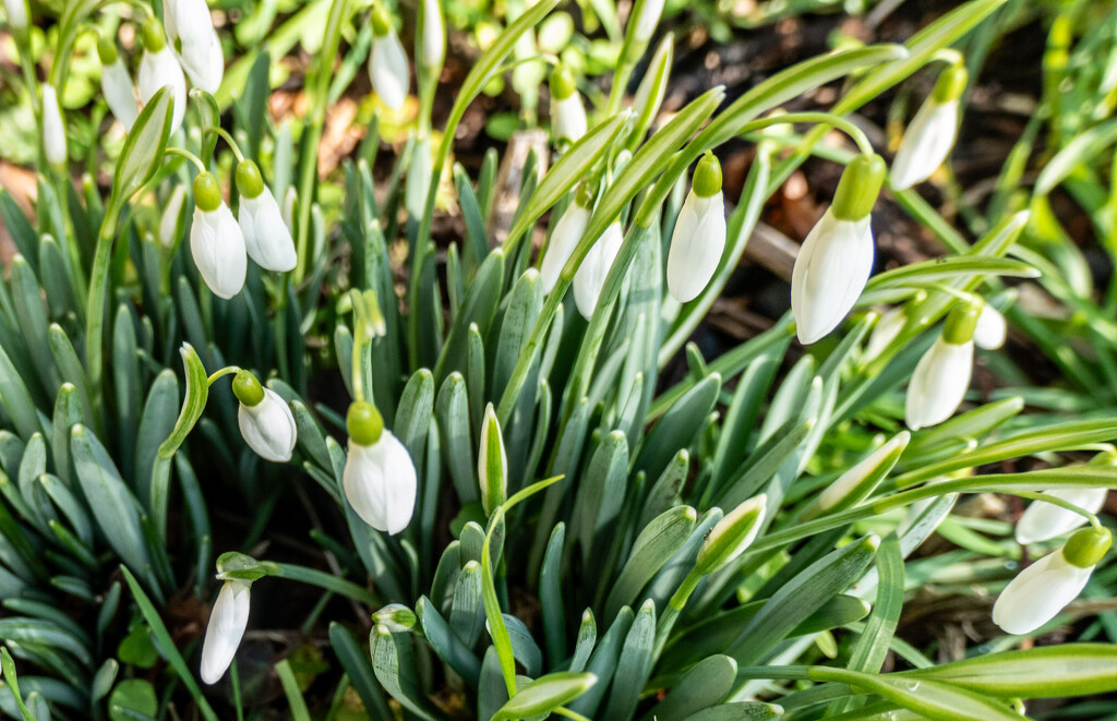 Signs of Spring.... by susie1205