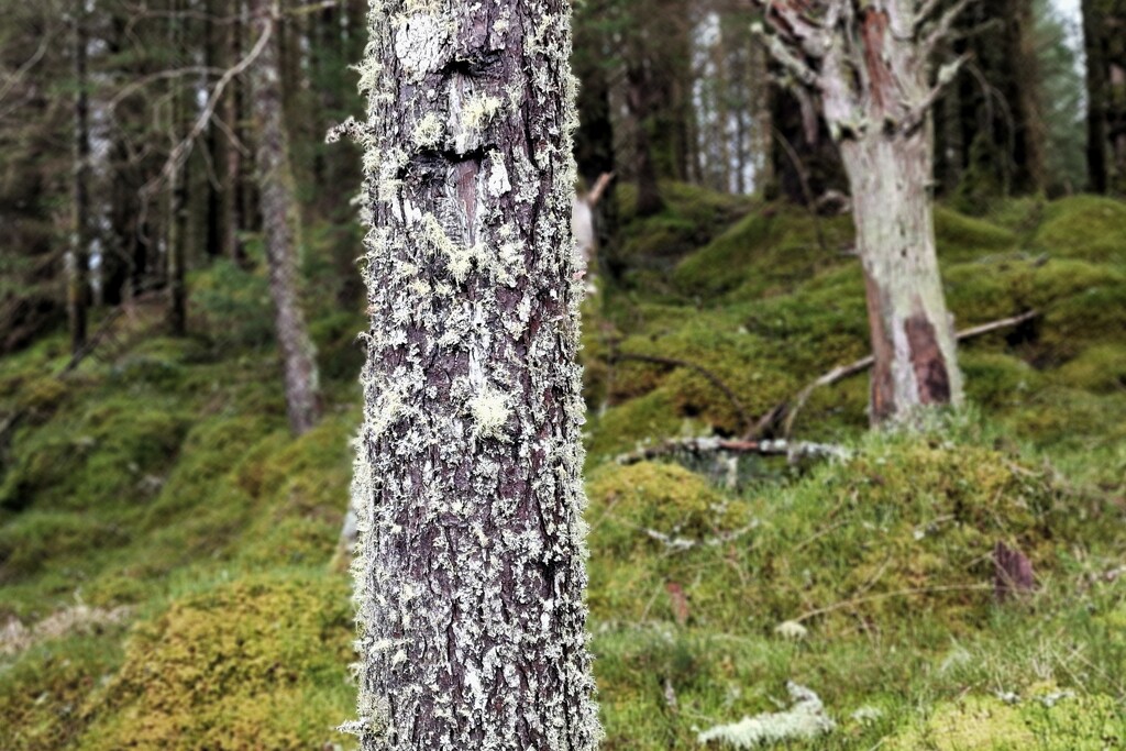 bark and lichen by christophercox