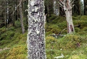 27th Jan 2024 - bark and lichen