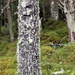 bark and lichen by christophercox