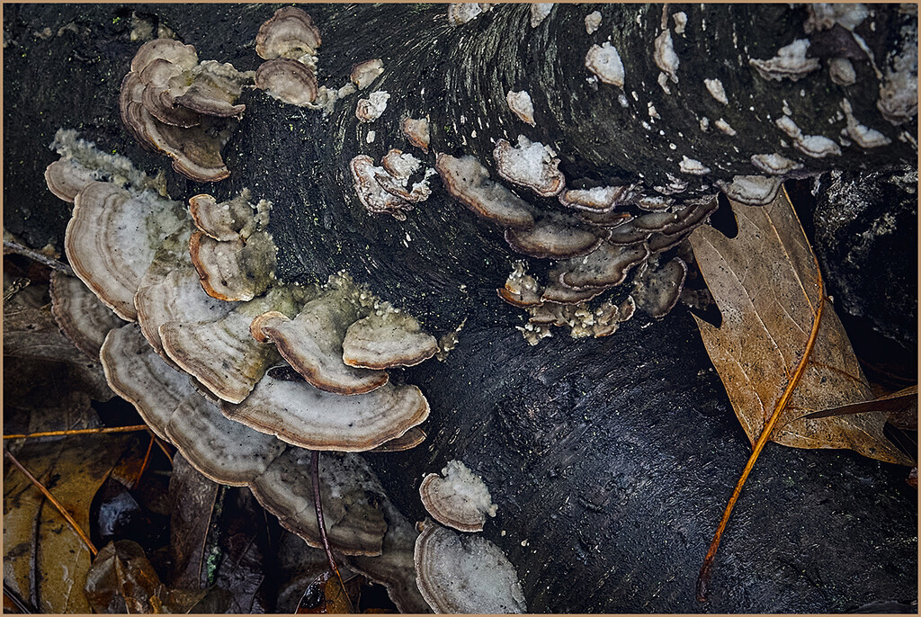 Wood Mushrooms by gardencat