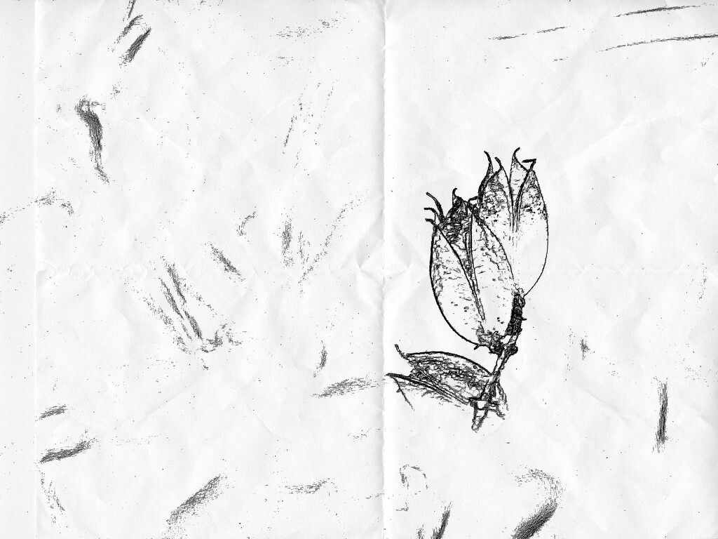 Sketchy seeds...  by marlboromaam