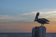 28th Jan 2024 - Pelican at Sunset