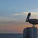 Pelican at Sunset by dkellogg