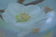 28th Jan 2024 - Pointillism Japanese-Quince ..........