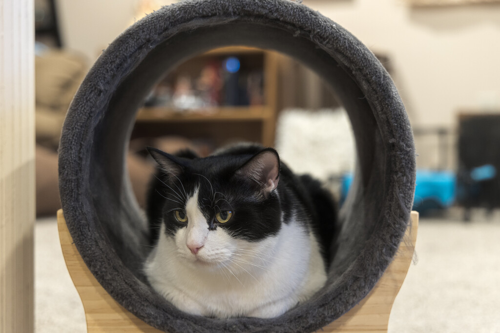 Tunnel Cat by swchappell