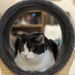 Tunnel Cat by swchappell