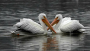 29th Jan 2024 - 1-27 pelicans3