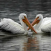 1-27 pelicans3 by milaniet