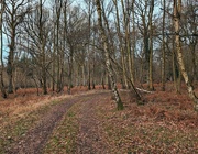 28th Jan 2024 - WYRE FOREST.