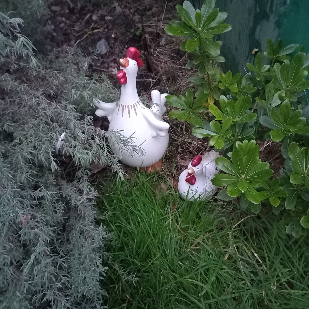 My chickens by paddington