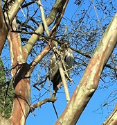 11th Jan 2024 - Jan 11 Hawk On Entrance To P G IMG_9595 JPEG