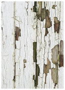 23rd Jan 2024 - Timber texture 