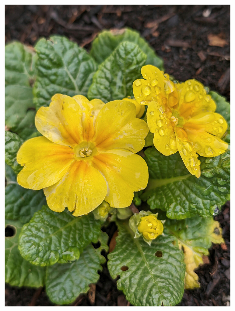 Primroses  by rhb