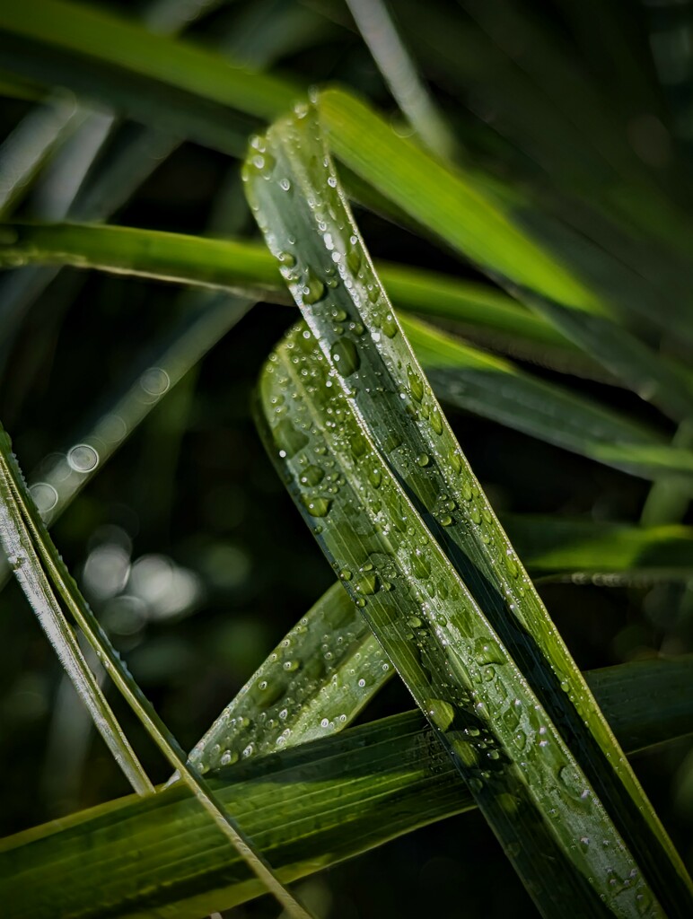 Razer Grass by photohoot