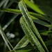Razer Grass by photohoot