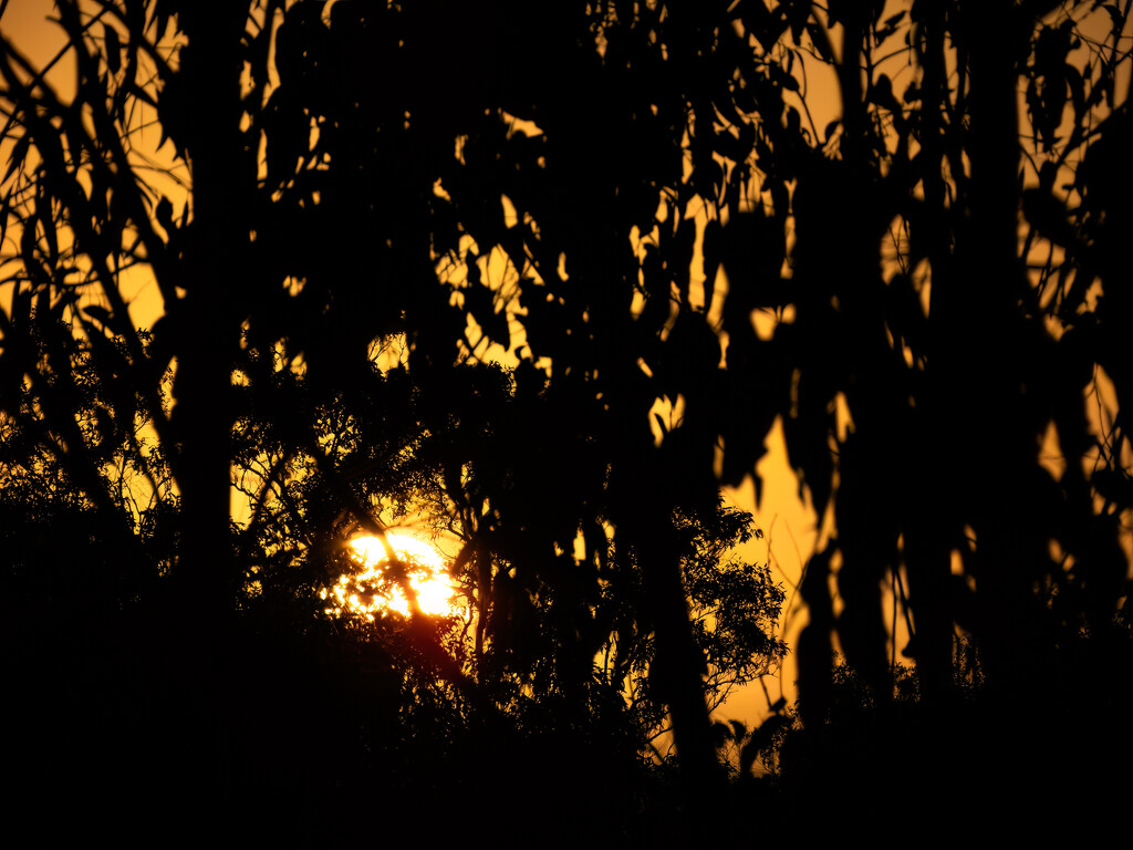 sunrise through the trees by koalagardens