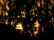 26th Jan 2024 - sunrise through the trees