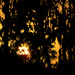 sunrise through the trees by koalagardens