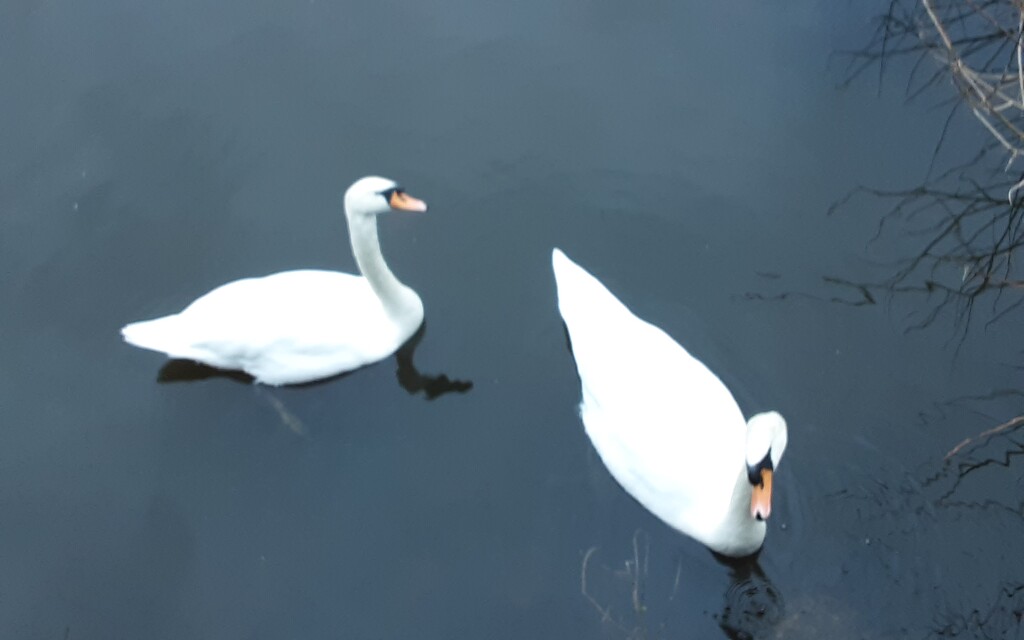 A pair of swans on Leeds Liverpool canal in Rishton. by grace55