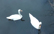 27th Jan 2024 - A pair of swans on Leeds Liverpool canal in Rishton.