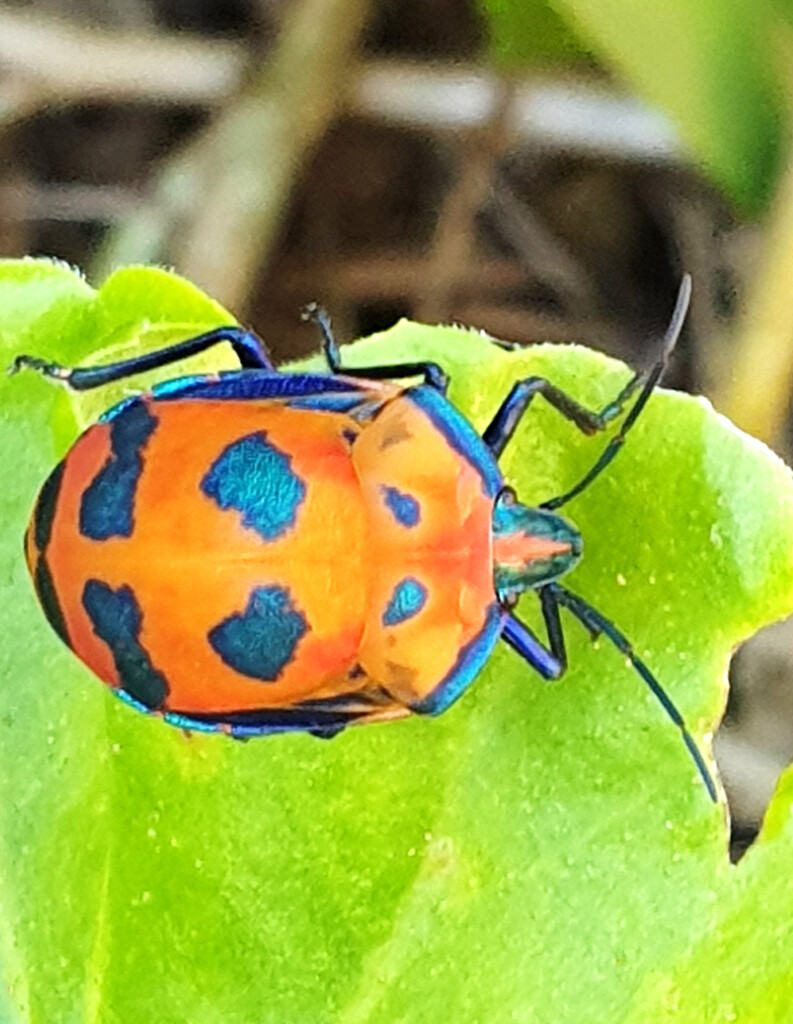 Harlequin Bug by onewing