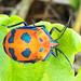 Harlequin Bug by onewing