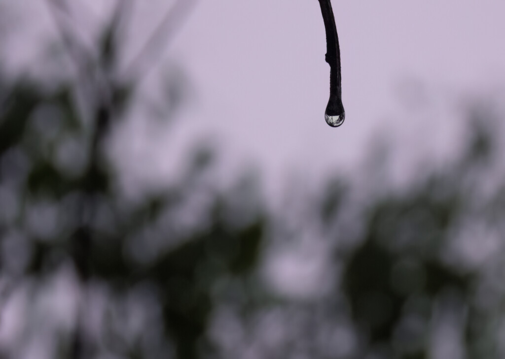beautiful water droplet by koalagardens