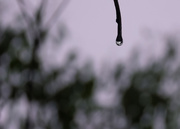 27th Jan 2024 - beautiful water droplet