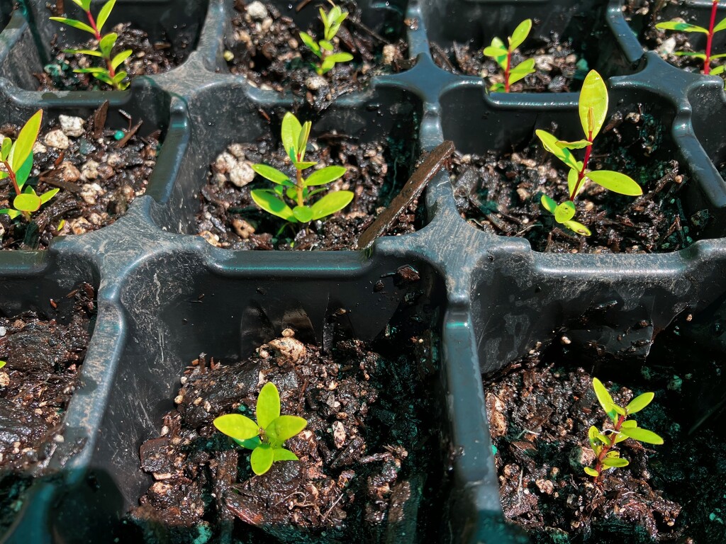Pōhutukawa seedlings by dide