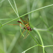 29th Jan 2024 - Garden Bugs Count - 29