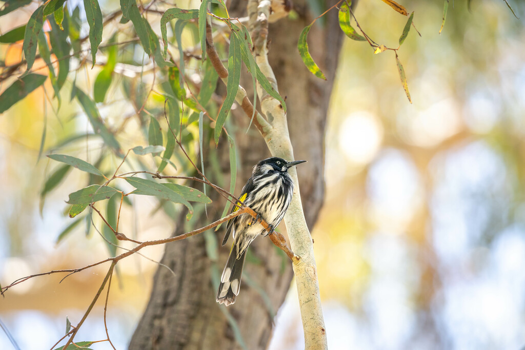 New Holland Honeyeater by pusspup