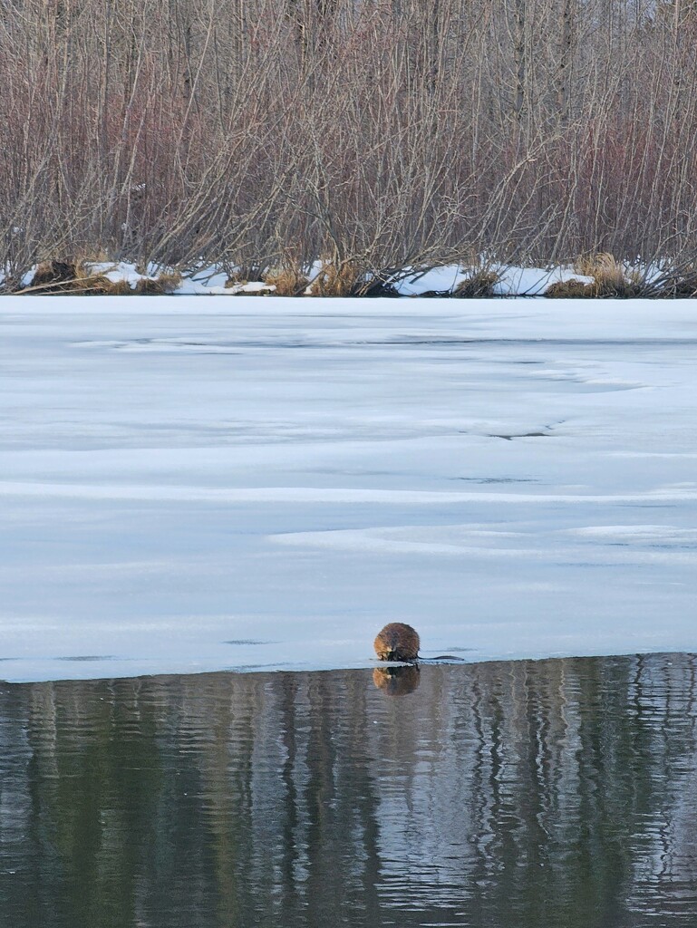 Muskrat buddy by edorreandresen