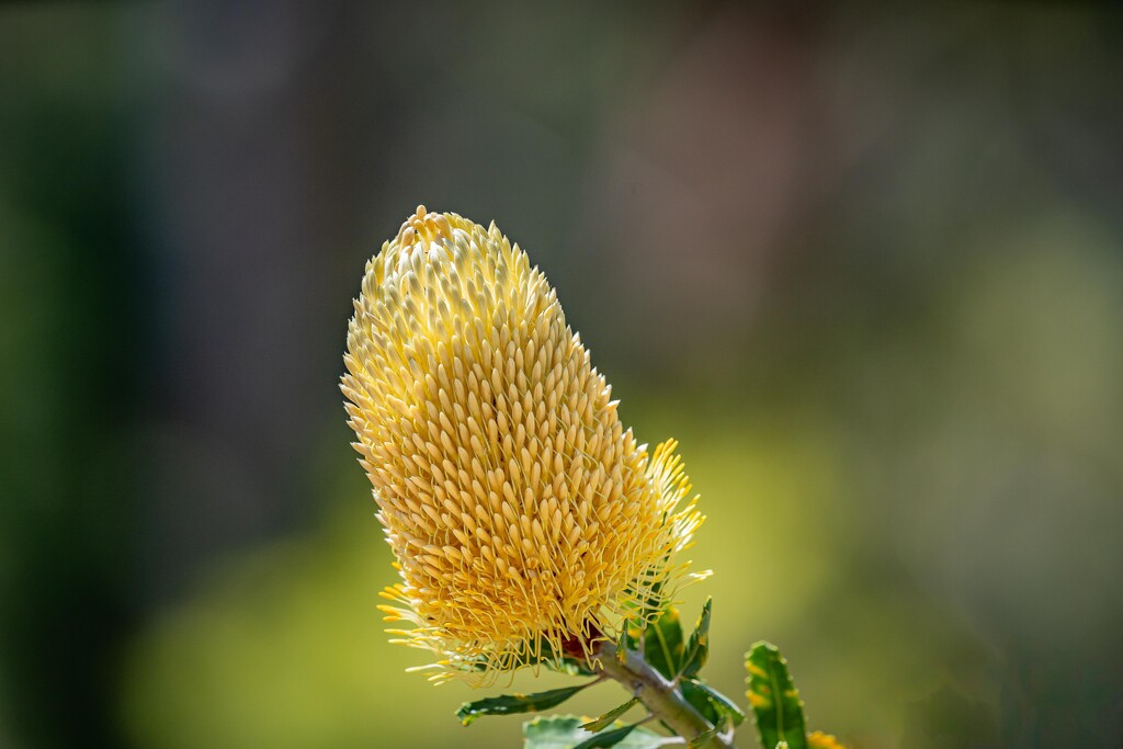 Banksia serrata by pusspup