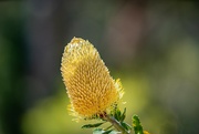 12th Jan 2024 - Banksia serrata
