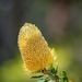 Banksia serrata by pusspup