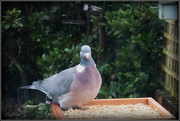 11th Jan 2024 - Wood pigeon 