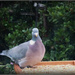 Wood pigeon  by beryl