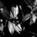 Dark leaves... by marlboromaam