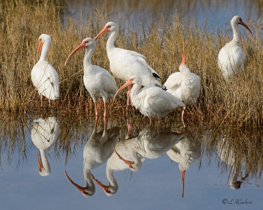 LHG_4751 Ibis is the mirror by rontu